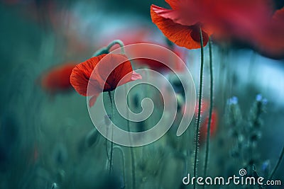 Poppy Meadow Stock Photo