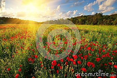 Poppy meadow landscape Stock Photo