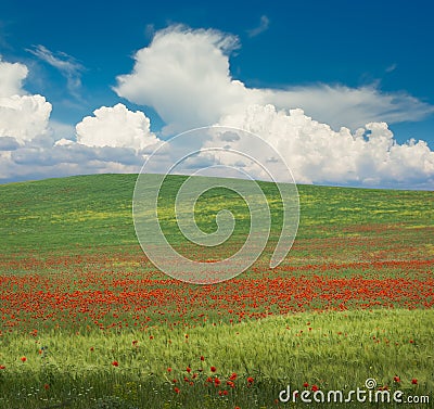 Poppy meadow Stock Photo