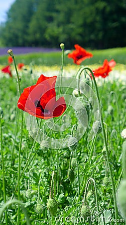 Poppy in nature background Stock Photo