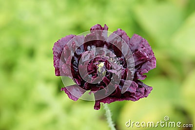 Poppy Papaver Paeoniflorum 'Black Peony' Stock Photo