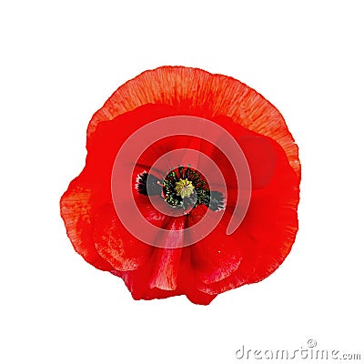 Poppy red isolated Stock Photo