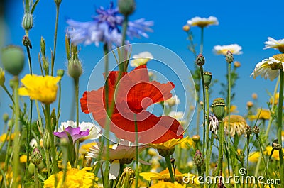 Poppy or red Papaver flower Stock Photo