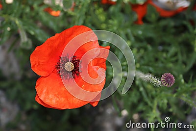 Poppy Stock Photo