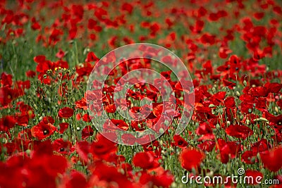 Poppy`s field in summertime , close up with red blurry background Stock Photo