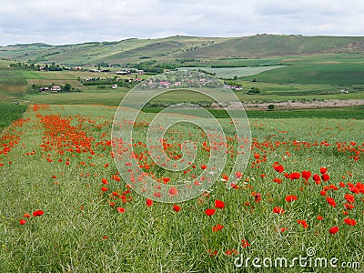 Poppy seed flowers field near a small village Stock Photo