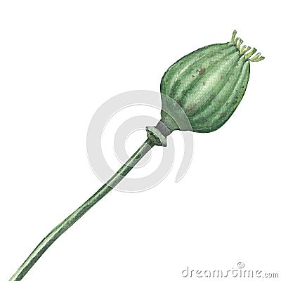 Poppy seed green pod isolated, watercolor illustration on white Cartoon Illustration