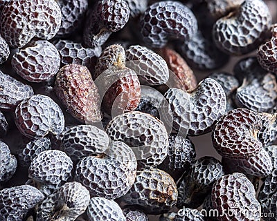 Poppy seed. Stock Photo