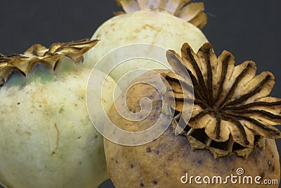 Poppy seed pods Stock Photo