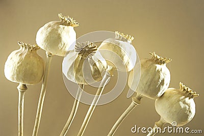 Poppy seeds Stock Photo