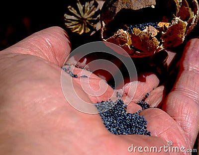 Poppy seeds and cracked open poppy seed pod in human palm Stock Photo