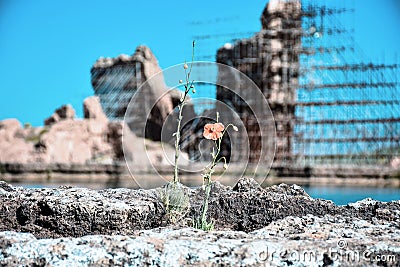 Poppy on the shores of the Takhte Soleyman lake with a great background of Takhte Soleyman an amazing iranian archaeological Site. Stock Photo