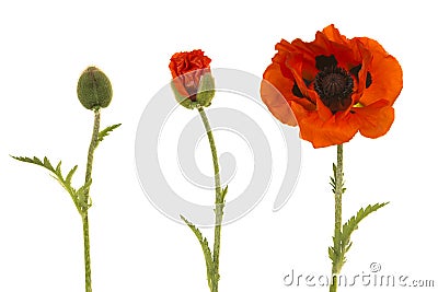 Poppy in three stages, from bud to blooming flower on a white background Stock Photo