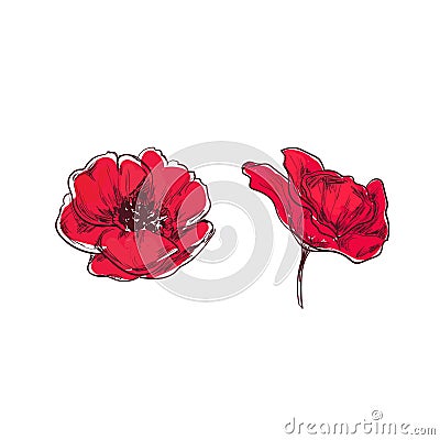 Poppy. Vector Hand drawn. Cartoon style Vector Illustration