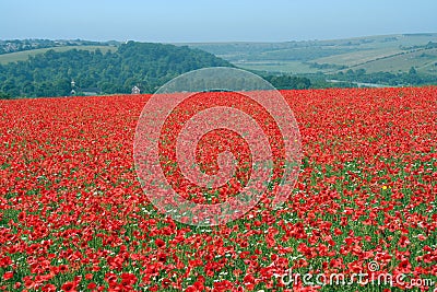 Poppy view Stock Photo