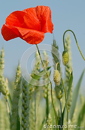 Poppy and Wheat Ears Stock Photo