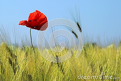 Poppy in a wheat field Stock Photo