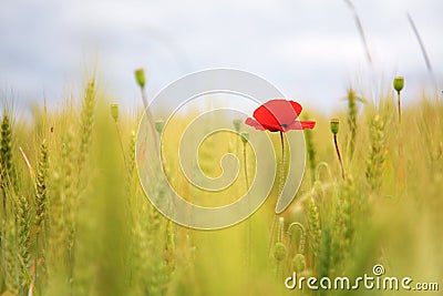 Poppy in the wheat field Stock Photo