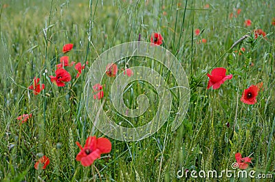 Poppy and wheat meadow, sunny day Stock Photo