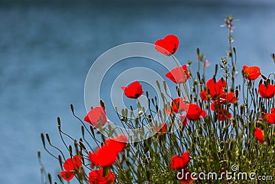 Poppy Stock Photo