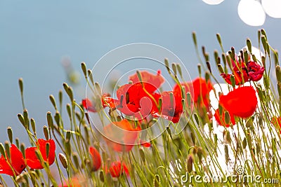 Poppy Stock Photo