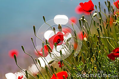 Poppy Stock Photo