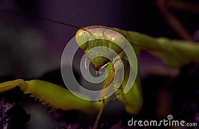 Portrait large green praying mantis on a lilac dark background Stock Photo