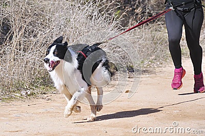 Popular canicross race Stock Photo