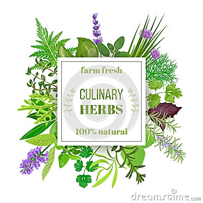 Popular Culinary herbs big set with squire emblem Cartoon Illustration