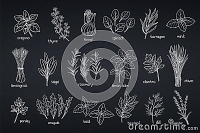 Popular culinary herbs Vector Illustration