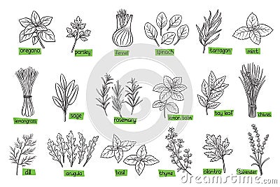 Popular culinary herbs Vector Illustration