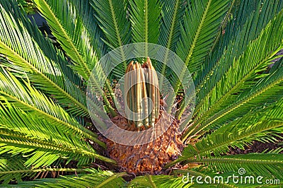 Popular decorative palm Cycas revoluta in the garden, new growth of leaves Stock Photo