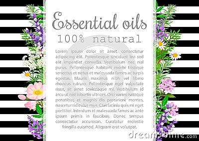 Popular essential oil plants label set. badge with text. Stock Photo