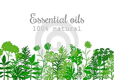 Popular essential oil plants label set in green. Stock Photo