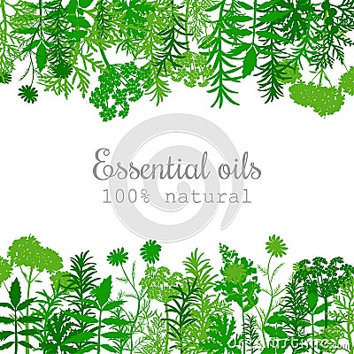 Popular essential oil plants label set in green. Flat Stock Photo