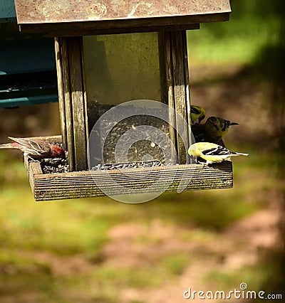 Popular feeding table Stock Photo