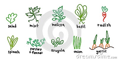 Popular green garden plants. Icon set. Salad and melissa, basil arugula. Hand drawn sketch. Vector cartoon colored Vector Illustration