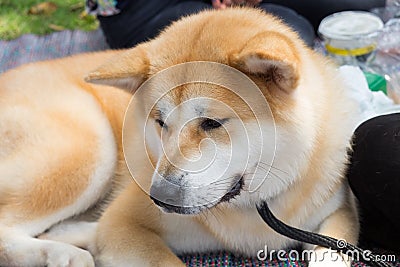 Popular japanese dog Akita Inu. Close Up Portrait Editorial Stock Photo