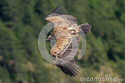 Griffon vultures above the Rocher du Caire near Remuzat, DrÃ´me provenÃ§ale Stock Photo