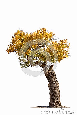 Populus diversifolia tree isolated Stock Photo