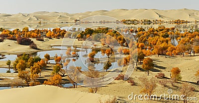 The populus euphratica forest in the desert Stock Photo