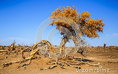 Populus euphratica Stock Photo