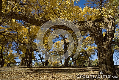 Populus euphratica Stock Photo