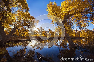 Populus euphratica with reflection Stock Photo
