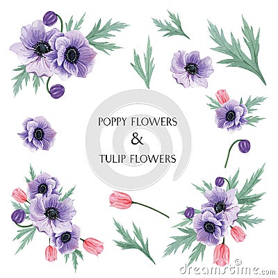 Popy and Tulips flowers watercolor bouquets botanical florals llustration isolated Stock Photo