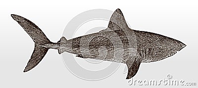 Porbeagle, lamna nasus, a critically endangered shark in side view Vector Illustration