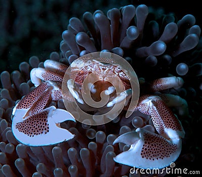 Porcelain Crab Stock Photo