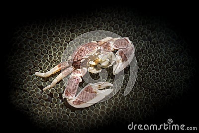 Porcelain crab in anemone Stock Photo