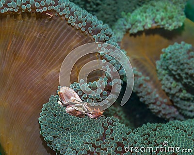Porcelain crab on anemone Stock Photo