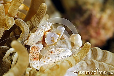 Porcelain Crab in Anemone Stock Photo